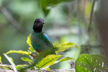 Yağmur ormanları üzerinde Borneo Kapüşonlu Pitta 'nın (Pitta sordida mulleri) doğa görüntüsü