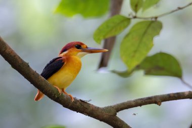 Rufous 'un vahşi yaşam görüntüsü Kingfisher' ın dalına tünemişti.