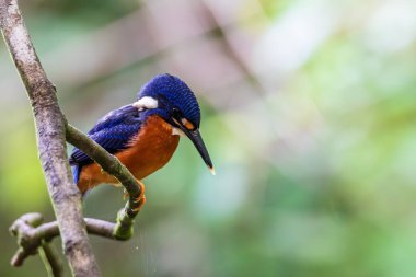 Mavi kulaklı kralbalıkçı kuşunun (Alcedo meninting) ağaç dalında duran doğa görüntüsü