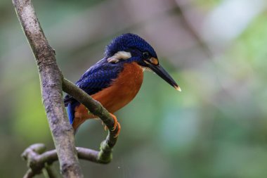Mavi kulaklı kralbalıkçı kuşunun (Alcedo meninting) ağaç dalında duran doğa görüntüsü