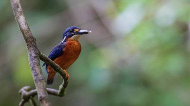 Mavi kulaklı kralbalıkçı kuşunun (Alcedo meninting) ağaç dalında duran doğa görüntüsü