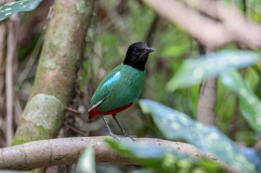 Yağmur ormanları üzerinde Borneo Kapüşonlu Pitta 'nın (Pitta sordida mulleri) doğa görüntüsü