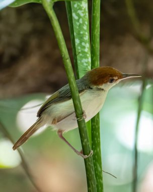 Paslı kuyruklu terzi kuşunun (Orthotomus sericeus) doğa görüntüsü)