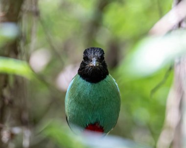 Yağmur ormanları üzerinde Borneo Kapüşonlu Pitta 'nın (Pitta sordida mulleri) doğa görüntüsü
