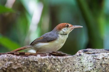 Paslı kuyruklu terzi kuşunun (Orthotomus sericeus) doğa görüntüsü)