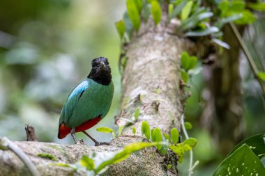 Yağmur ormanları üzerinde Borneo Kapüşonlu Pitta 'nın (Pitta sordida mulleri) doğa görüntüsü