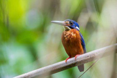 Mavi kulaklı kralbalıkçı kuşunun (Alcedo meninting) ağaç dalında duran doğa görüntüsü