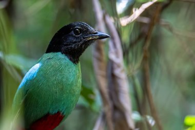 Yağmur ormanları üzerinde Borneo Kapüşonlu Pitta 'nın (Pitta sordida mulleri) doğa görüntüsü