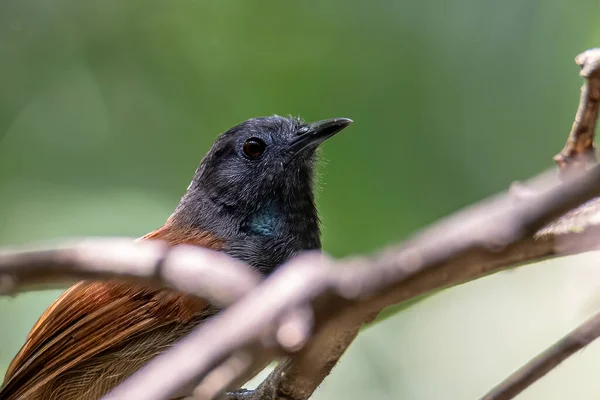 Naturaleza Imagen Vida Silvestre Pájaro Babbler Alado Castaño Pie Sobre — Foto de Stock