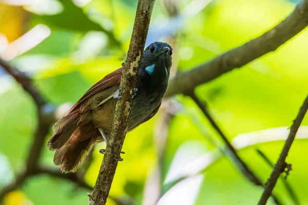 栗子翅膀雀鸟站在树枝上的自然野生动物形象 — 图库照片
