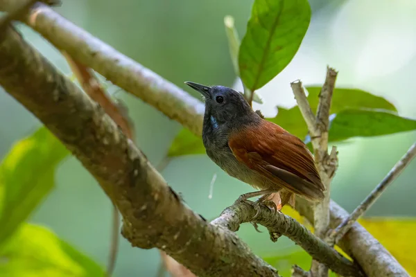 Naturaleza Imagen Vida Silvestre Pájaro Babbler Alado Castaño Pie Sobre —  Fotos de Stock