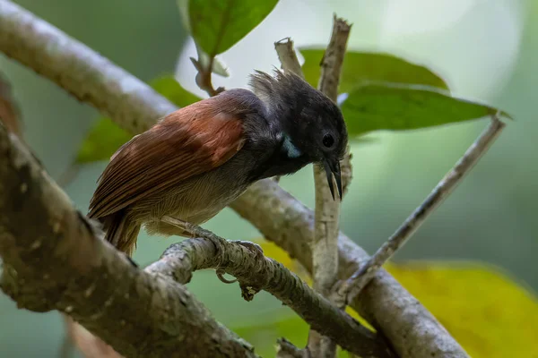 Natureza Vida Selvagem Imagem Castanha Alado Babbler Pássaro Galhos Árvores — Fotografia de Stock