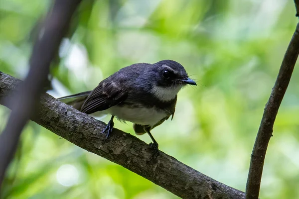 Pied Fantail Uccello Rhipidura Javanica Appollaiato Ramo — Foto Stock