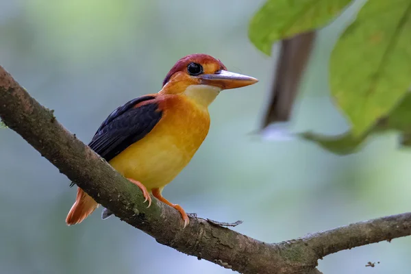 Naturaleza Fauna Imagen Rufous Kingfisher Respaldado Encaramado Rama — Foto de Stock