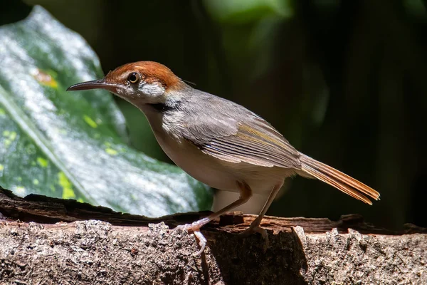 Naturaufnahme Des Rotschwanztaktvogels Orthotomus Sericeus — Stockfoto