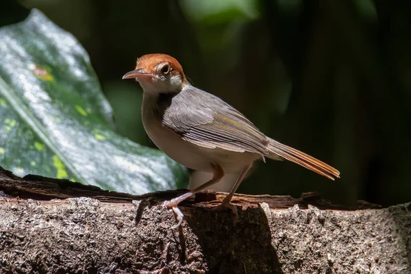 Εικόνα Άγριας Φύσης Του Rufous Tailorbird Orthotomus Sericeus — Φωτογραφία Αρχείου