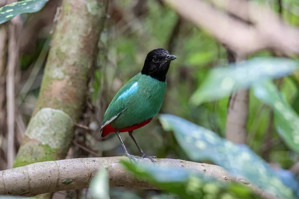 Natuur Wildlife Beeld Van Borneo Hooded Pitta Pitta Sordida Mulleri — Stockfoto