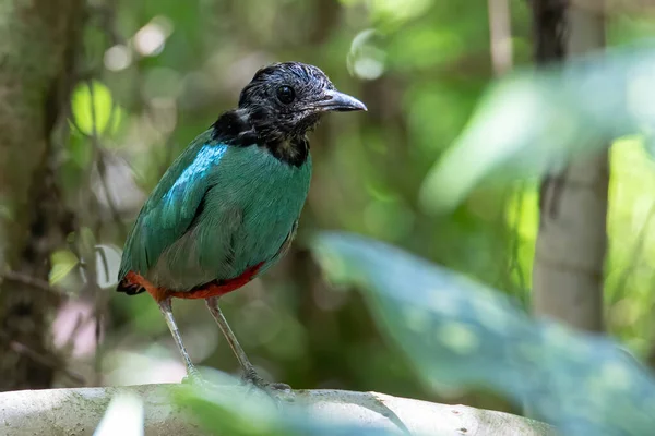 Зображення Дикої Природи Борнео Hooded Pitta Pitta Sordida Mulleri Джунглях — стокове фото