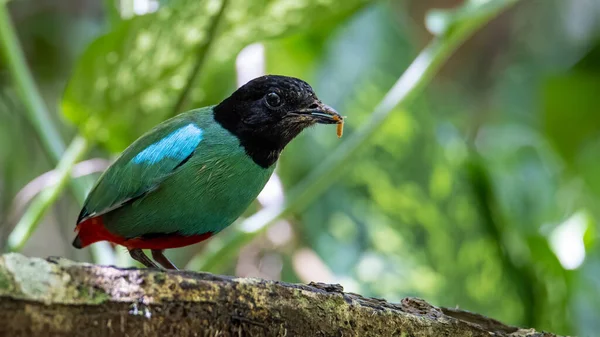 Зображення Дикої Природи Борнео Hooded Pitta Pitta Sordida Mulleri Джунглях — стокове фото