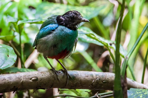 Naturaleza Imagen Vida Silvestre Borneo Hooded Pitta Pitta Sordida Mulleri — Foto de Stock