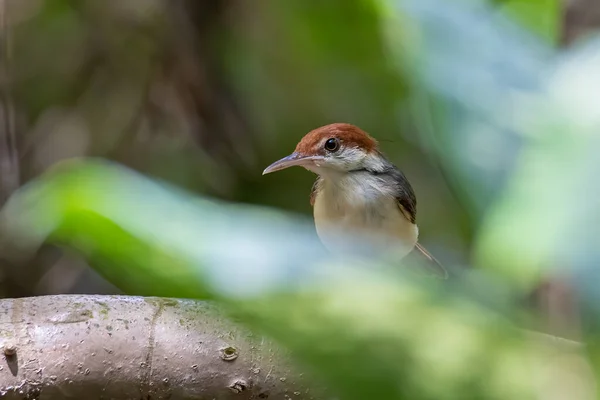 ภาพส าตามธรรมชาต ของนกช างต ดเส อหางร Orthot Mut Sericeus — ภาพถ่ายสต็อก