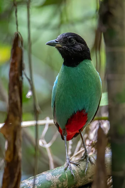 Изображение Природы Borneo Hooded Pitta Pitta Sordida Mulleri Джунглях Тропического — стоковое фото