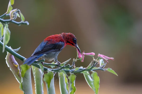 Natural Wildlife Image Crimson Sunbird Wild — 스톡 사진