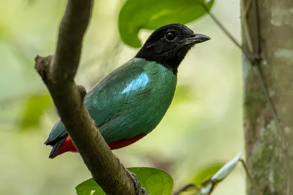 Изображение Природы Borneo Hooded Pitta Pitta Sordida Mulleri Джунглях Тропического — стоковое фото