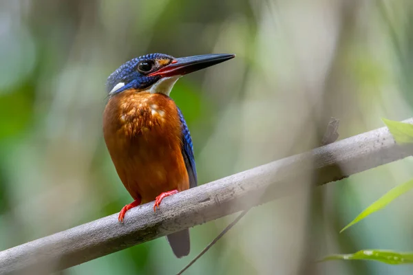 Természet Vadon Élő Képe Kék Fülű Kingfisher Madár Alcedo Meninting — Stock Fotó