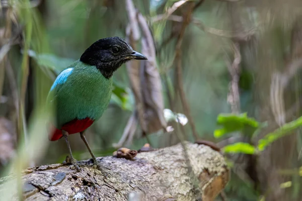 Зображення Дикої Природи Борнео Hooded Pitta Pitta Sordida Mulleri Джунглях — стокове фото