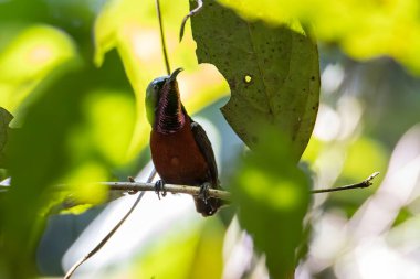 Van Hasselt 'in güneş kuşunun (Leptocoma brasiliana) doğa görüntüsü (Görüntü düşük ışık durumunda ve görüntü hafif gürültüde çekilmiştir))