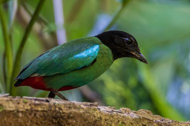 Yağmur ormanları üzerinde Borneo Kapüşonlu Pitta 'nın (Pitta sordida mulleri) doğa görüntüsü