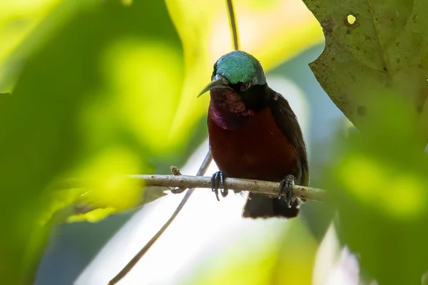 哈塞尔特太阳鸟 Leptocoma Brasiliana 的自然野生动物图像 低光照条件下拍摄的图像和轻微噪音图像 — 图库照片