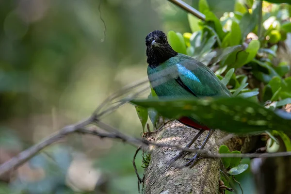 Зображення Дикої Природи Борнео Hooded Pitta Pitta Sordida Mulleri Джунглях — стокове фото