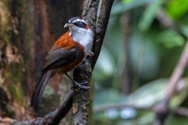 Sabah, Malezya 'da çekilmiş Sunda Scimitar-gevezesinin doğa görüntüsü
