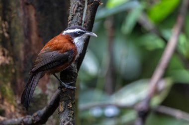 Sabah, Malezya 'da çekilmiş Sunda Scimitar-gevezesinin doğa görüntüsü