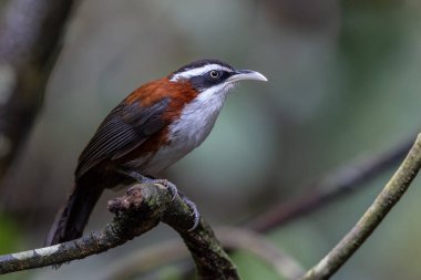 Sabah, Malezya 'da çekilmiş Sunda Scimitar-gevezesinin doğa görüntüsü