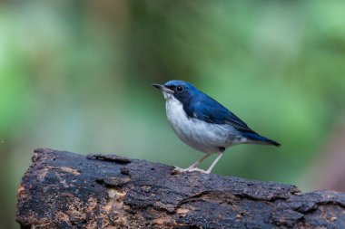 Sibirya Mavisi Mavi Robin Kuşları Sabah, Borneo 'da bulundu