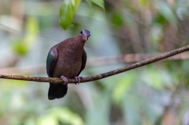 Tropik bir ormanın yemyeşil yeşillikleri arasında tünemiş Zümrüt Güvercini 'nin büyüleyici bir görüntüsü..
