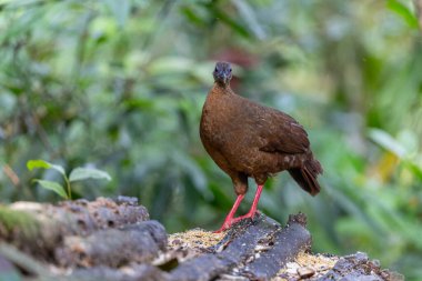 Ender ve endemik dişi Bulwer 'ın sülünü (Lophura bulweri) doğal Bornean yağmur ormanlarında yakalanır..