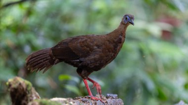 Ender ve endemik dişi Bulwer 'ın sülünü (Lophura bulweri) doğal Bornean yağmur ormanlarında yakalanır..
