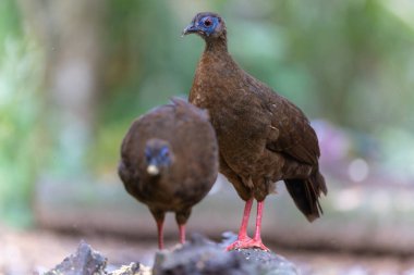 Ender ve endemik dişi Bulwer 'ın sülünü (Lophura bulweri) doğal Bornean yağmur ormanlarında yakalanır..
