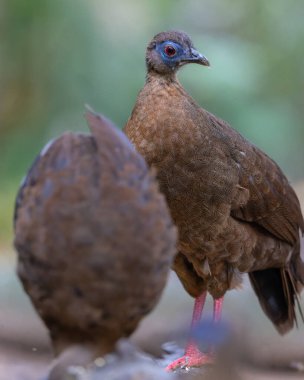 Ender ve endemik dişi Bulwer 'ın sülünü (Lophura bulweri) doğal Bornean yağmur ormanlarında yakalanır..