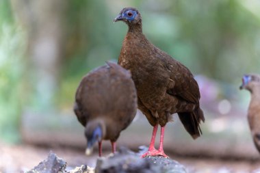 Ender ve endemik dişi Bulwer 'ın sülünü (Lophura bulweri) doğal Bornean yağmur ormanlarında yakalanır..