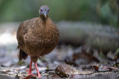 Ender ve endemik dişi Bulwer 'ın sülünü (Lophura bulweri) doğal Bornean yağmur ormanlarında yakalanır..