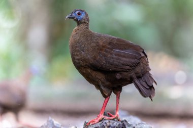 Ender ve endemik dişi Bulwer 'ın sülünü (Lophura bulweri) doğal Bornean yağmur ormanlarında yakalanır..