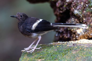 Bornean 'ın doğal yaşam forktail' i Sabah, Borneo 'daki ormanın derinliklerinde çekildi.