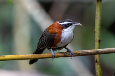 Sabah, Malezya 'da çekilmiş Sunda Scimitar-gevezesinin doğa görüntüsü