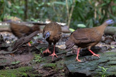 Ender ve endemik dişi Bulwer 'ın sülünü (Lophura bulweri) doğal Bornean yağmur ormanlarında yakalanır..