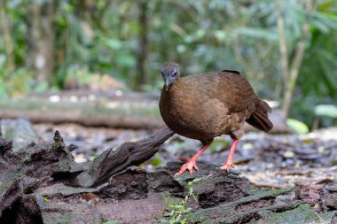 Ender ve endemik dişi Bulwer 'ın sülünü (Lophura bulweri) doğal Bornean yağmur ormanlarında yakalanır..